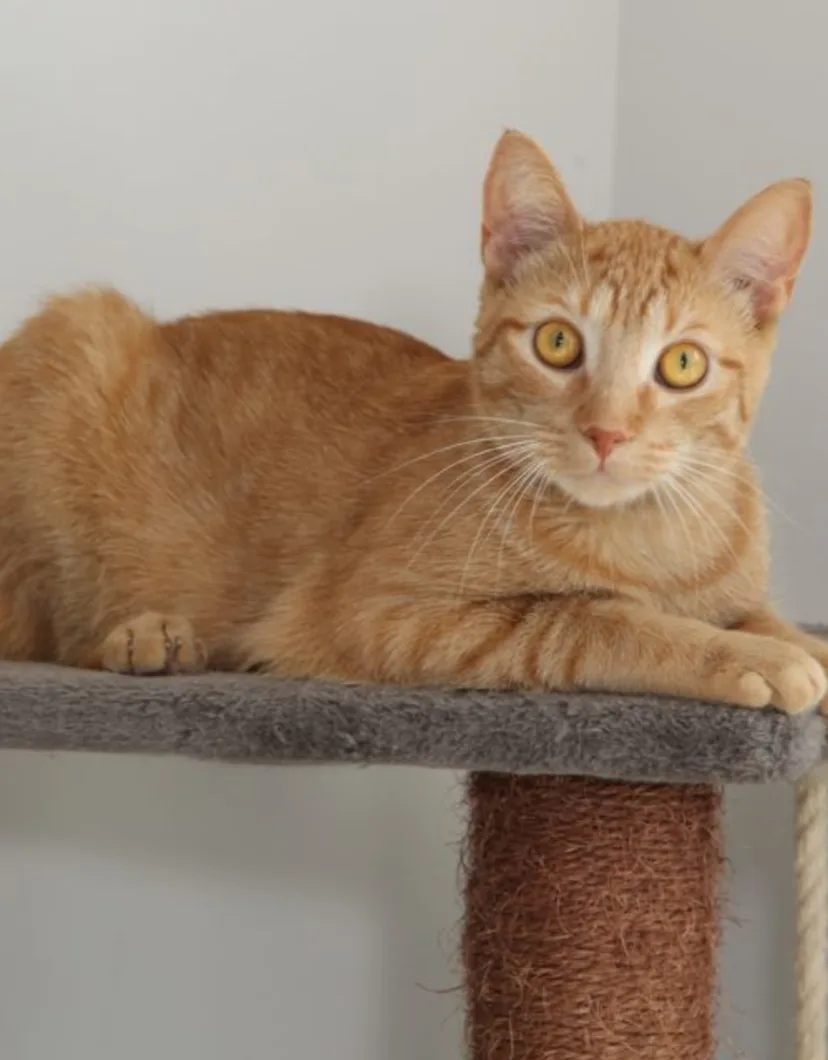 Cheeto, an orange cat